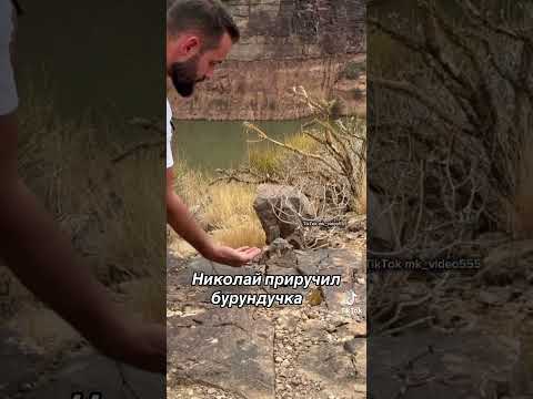 Николай приручил бурундучка. #Бородина #Коля #Семья #Свадьба #Дети