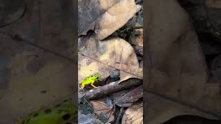 Poison Dart Frog Hop #dartfrog #nature