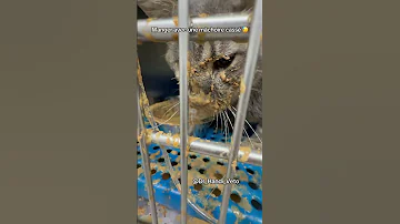 Avec Un Peu De Chance Le Chat Mange Boit Malgré La Mâchoire Cassé Veterinaire Cat Chat Animaux 