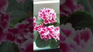 Цветы фиалки.Полив,удобрение,пересадка.Violet. #shorts