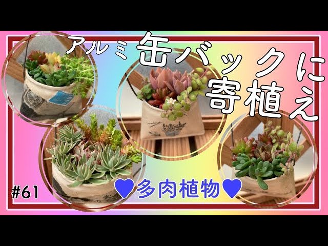 多肉】#61 リメイク缶バックに多肉植物を寄植えしてみました(^^) - YouTube