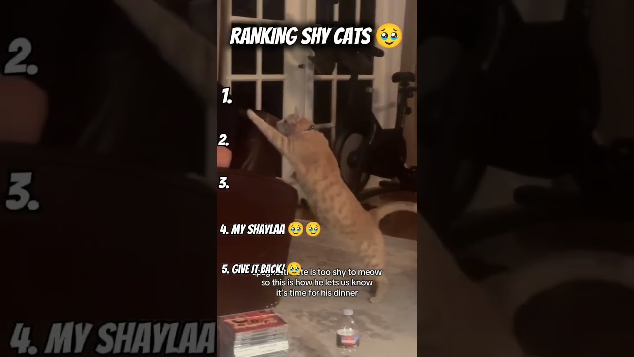 RANKING SHY CATS! 🥹🥹 