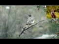 Полевой конек   Anthus campestris