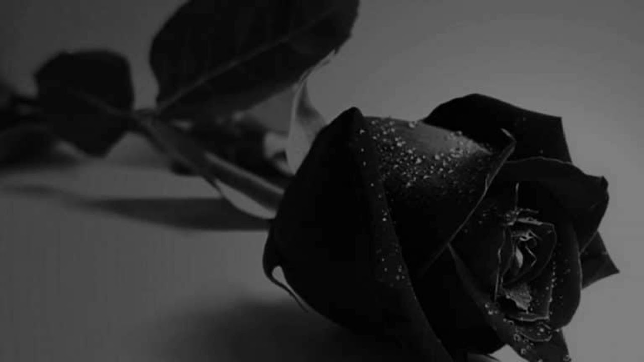 Быть черного а также. Красивые черные розы. Красивый черный цвет.