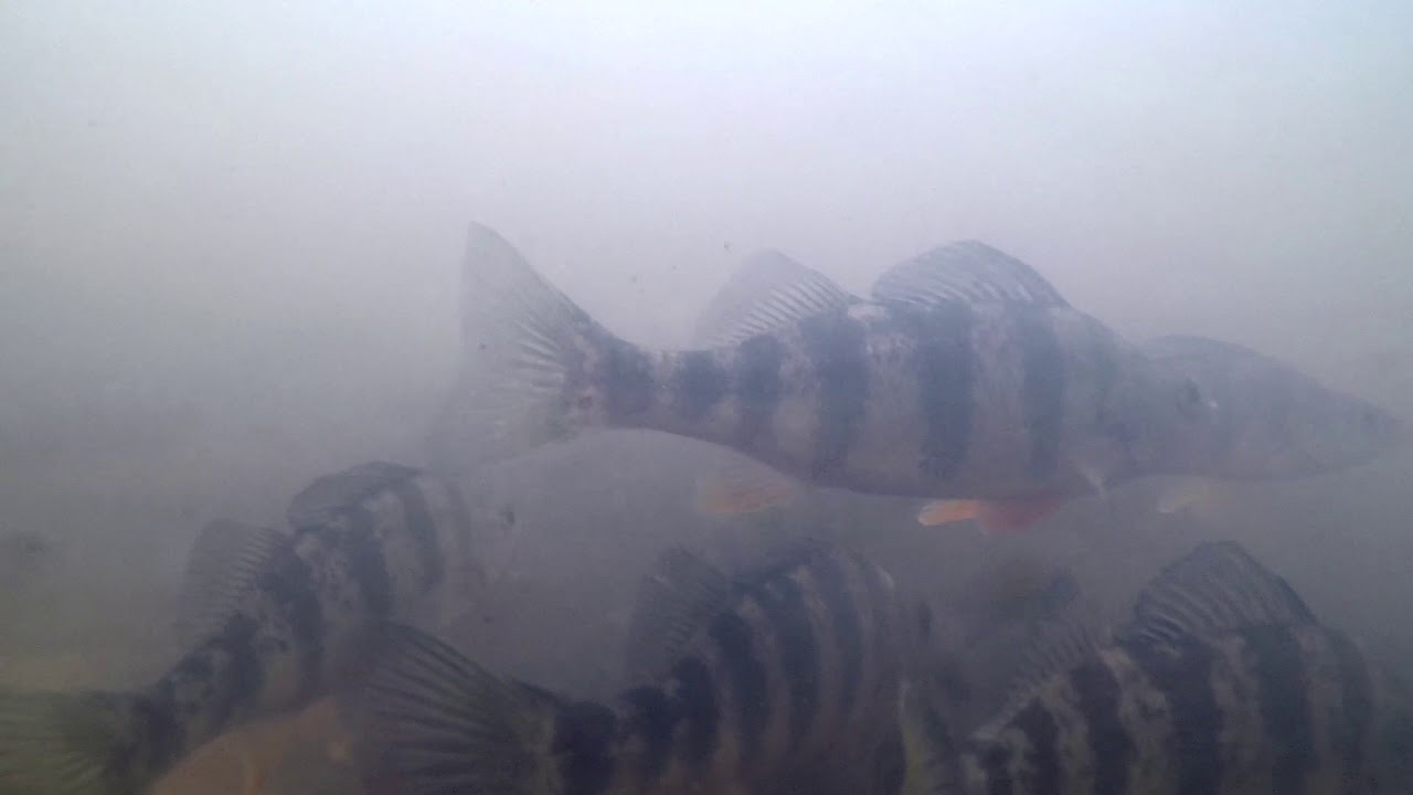 Yellow Perch of the Magothy River