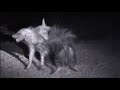 Rare - Hyenas wrestle for dominance in Kalahari desert | Amazing and creepy sounds