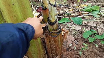 cung cấp cây chuối tây thái lan giống 0779335899  0972180949