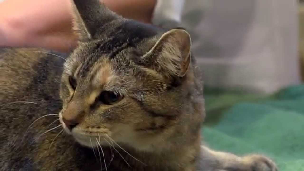 Dells Veterinary Services Short Dell Rapids, SD YouTube