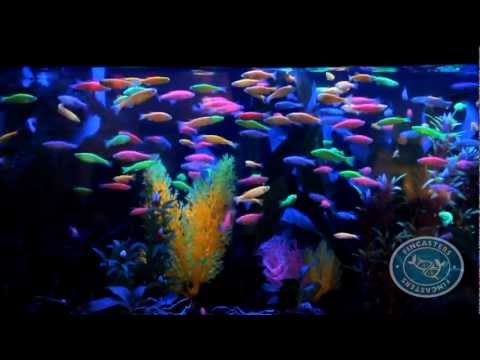 glofish danios glowing by