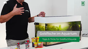 Was fressen Goldfische im Aquarium?