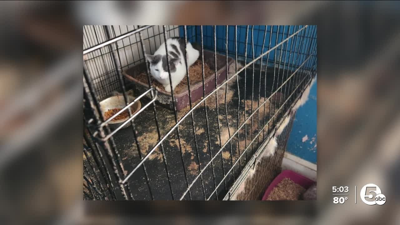More than 100 animals recovered from Cleveland home in neglect case ...