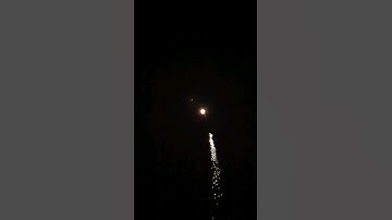 3" Coco - Silver tail to silver crackling palm | Chinese Commercial Shell