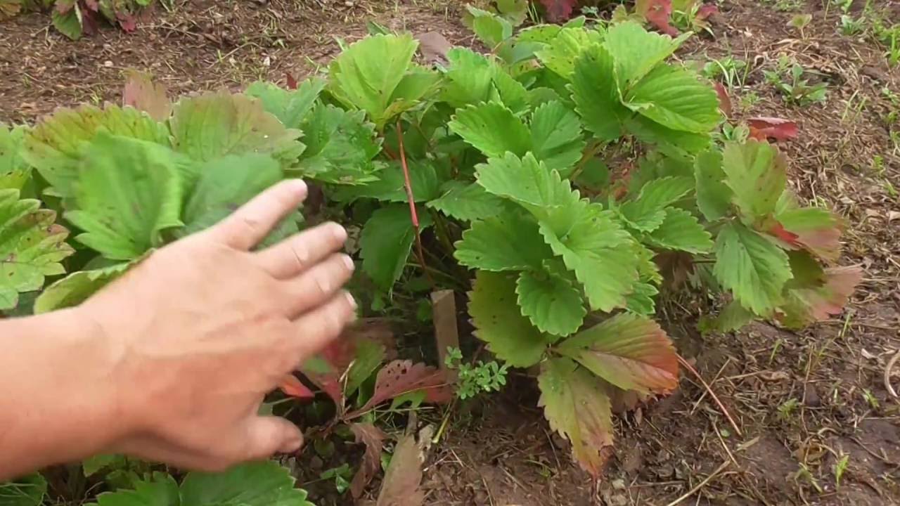 Женские И Мужские Кусты Клубники Фото