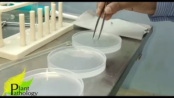 VAC patho  isolation Rhizobium