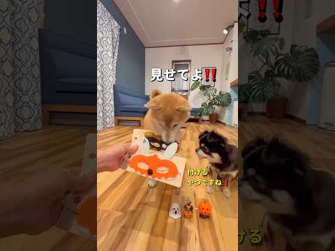 セリアでハロウィングッズ買ってみた🐶🎃✨#柴犬 #チワワ #shorts
