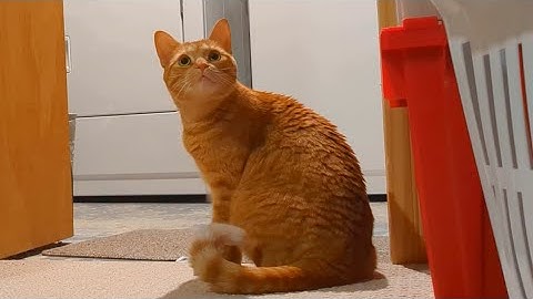 When a cat acts strangely suspicious..