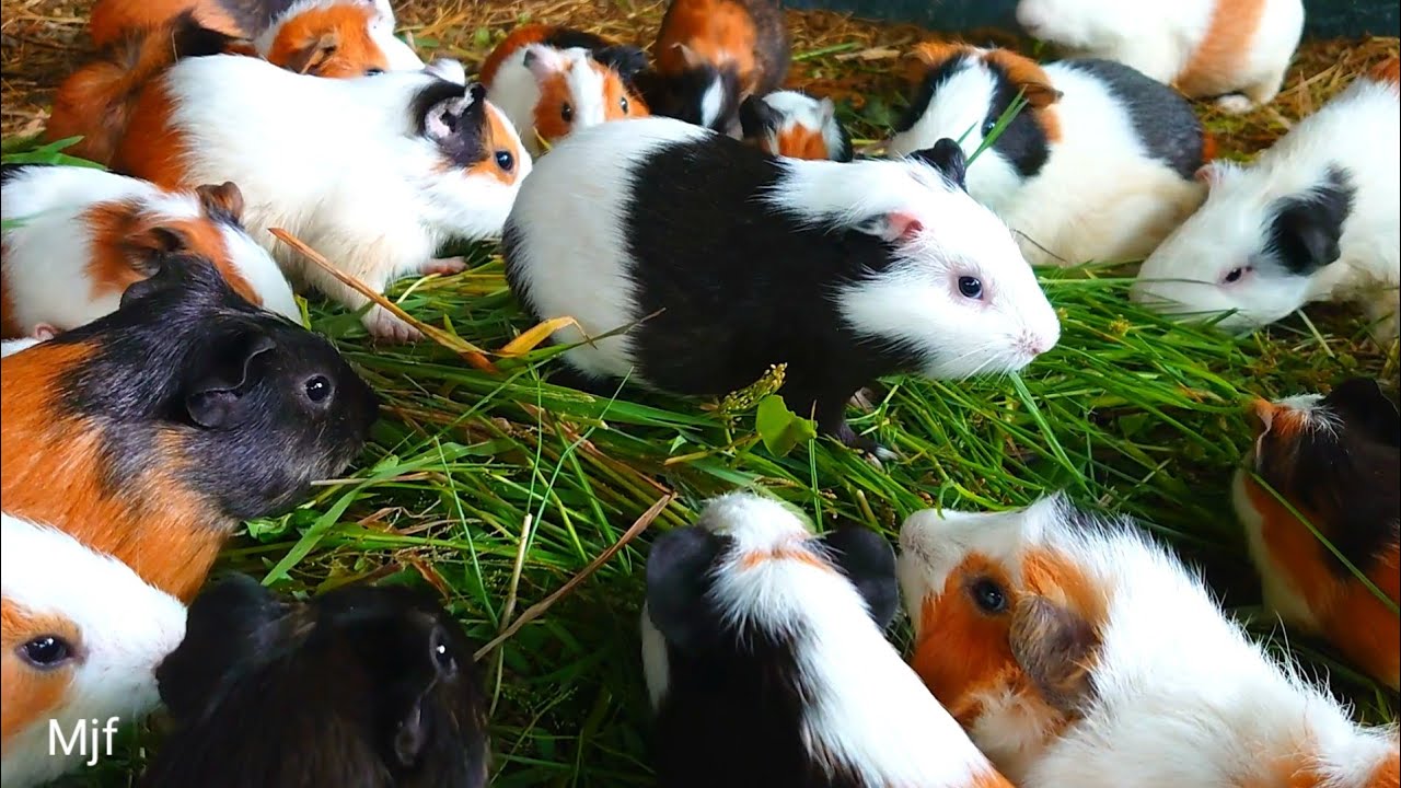 Guinea pig eating ASMR , ASMR eating videos, Guinea pig eating grass, funny Guinea pigs
