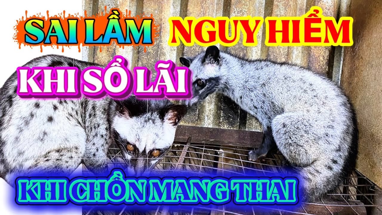Chồn hương mang bầu bị giun sán _ có nên dùng thuốc sổ lãi không?