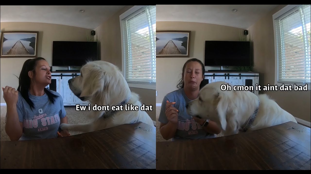 Trying different foods with my Golden Retriever - YouTube