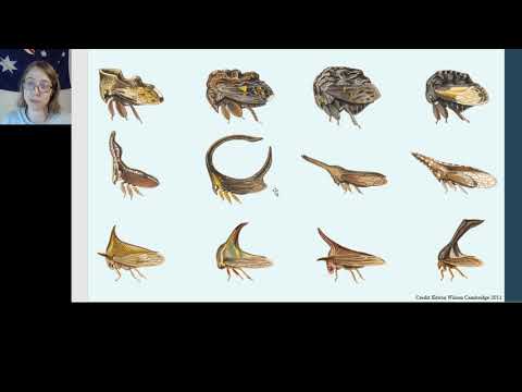 Video: Čo sú planthoppers – prečítajte si o planthoppers in Gardens