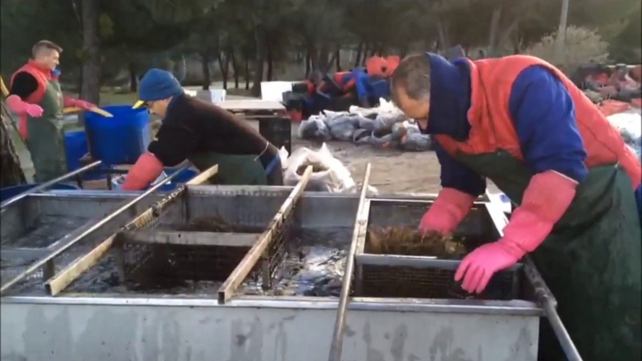 Micorrización de frambuesa a raiz desnuda (Mycosym AdMix 100)