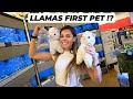 BUYING MY LLAMAS THEIR FIRST PET !!