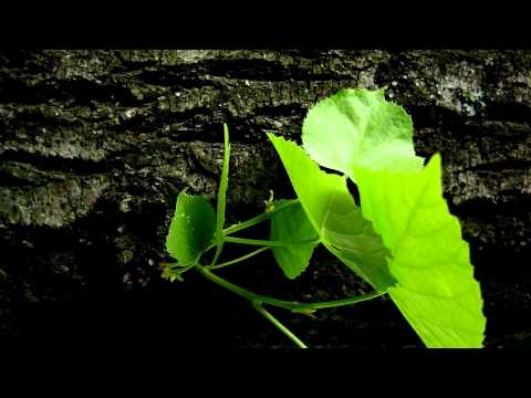 Don't Give Up - Instrumental
