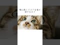 猫が好きな音についての秘密！【猫の雑学】#shorts #ねこのきもち