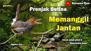 Suara Burung Prenjak Betina Memanggil Jantan Pikat screenshot 1