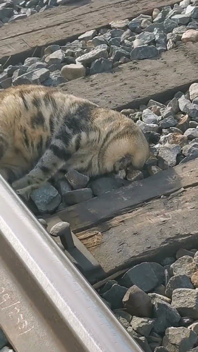 cat on the train tracks got run over