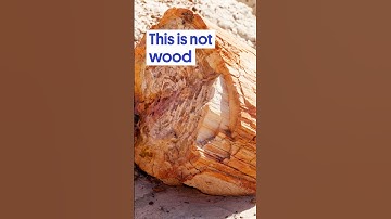 Something weird happened to these trees…