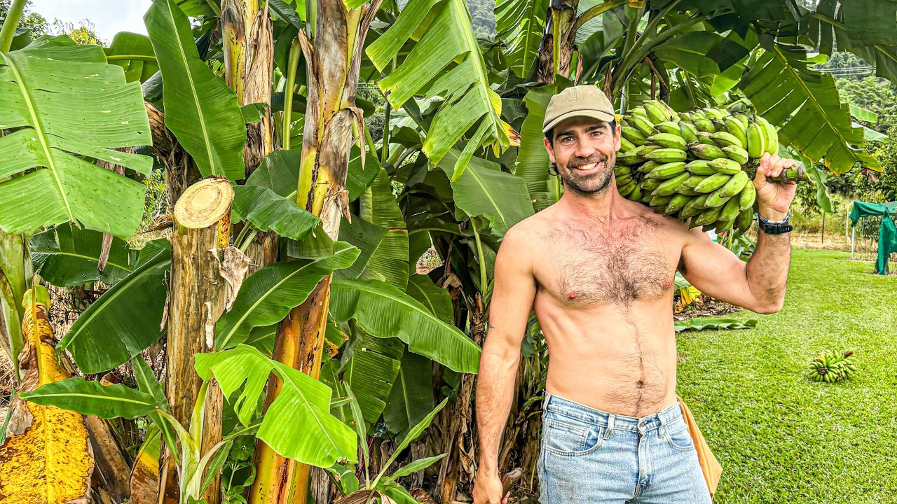 My Journey to being Self Sufficient (Tropical Australian Homestead Tour)