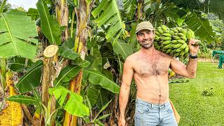 My Journey to being Self Sufficient (Tropical Australian Homestead Tour)