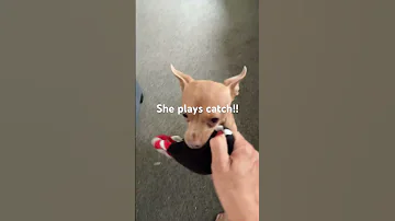 Chihuahua Plays Catch Never Seen It Before Little Sweetie Furbaby Dotto Chihuahuafanclub 