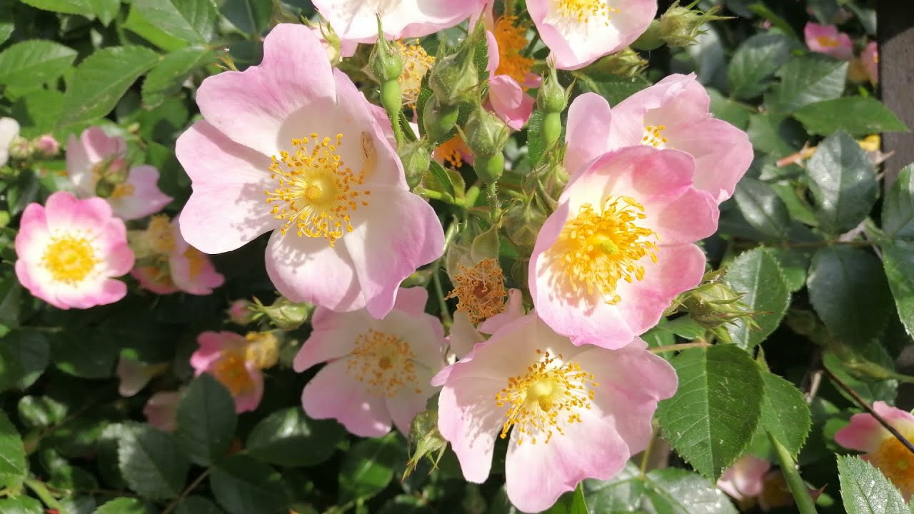 RELAXING INSTRUMENTAL MUSIC | MEDITATION MUSIC | CONCENTRATION | SLEEP | with WILD SPRING FLOWERS BG