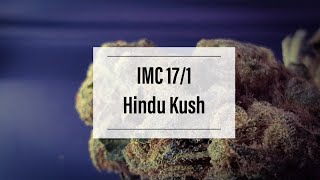 Medizinisches Cannabis IMC 17/1 Hindu Kush