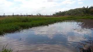 Locutor stony. Criação de perapemas madragoa