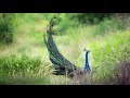 Peacock Ringtone Mor Awaaz Mor Ki Ringtone Peacock Ringtone Mor Awaaz Mor Ki Ringtone