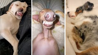 Dogs Dreaming Compilation 🐶💭❤️