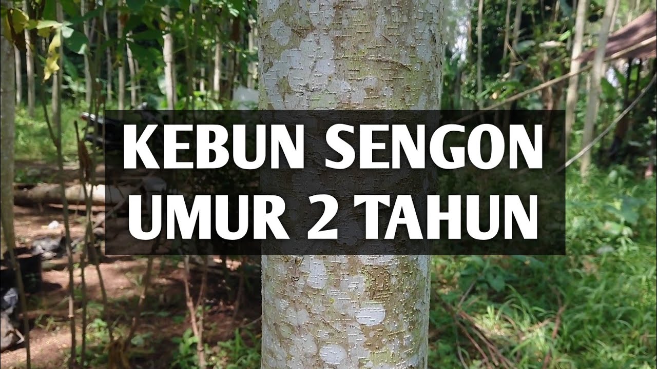 Sengon Umur 2 Tahun