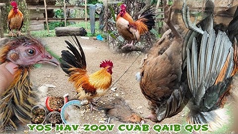 yos hav zoov dib qaib qus tuaj zoo heev "ຕໍ່ໄກ່ປ່າ"