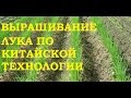 Выращивание лука китайским способом.