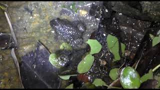 Round tongued floating frog (Occidozyga  martensii)