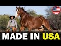 5 FAMOUS American Horse Breeds That Will Blow Your Mind 