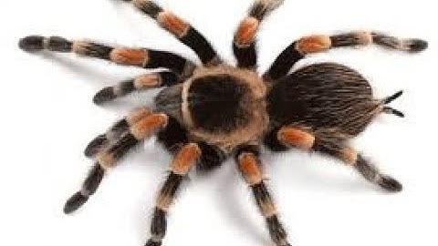 ue4 spider #704 #2018 #wizard #gamedevelopment #gamedev #unrealengine #ue4