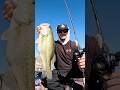 CRUSH 25x, Big Bass! #bfs #fishing