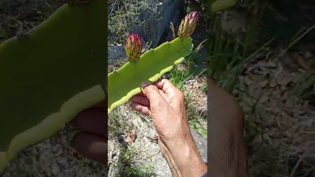 Pitayas em vasos atualização 