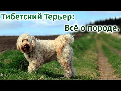 ТИБЕТСКИЙ ТЕРЬЕР - ПЛЮСЫ И МИНУСЫ  ВСЁ О ПОРОДЕ.
