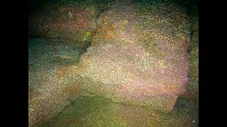 Benthic Survey of Reef Using ROV in the Atlantic Ocean West of Achill Island in 50 - 80 m of Water