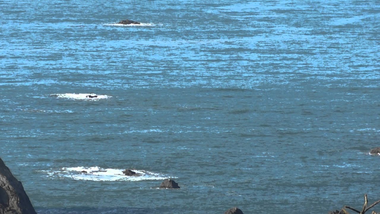 whale watching tours brookings oregon